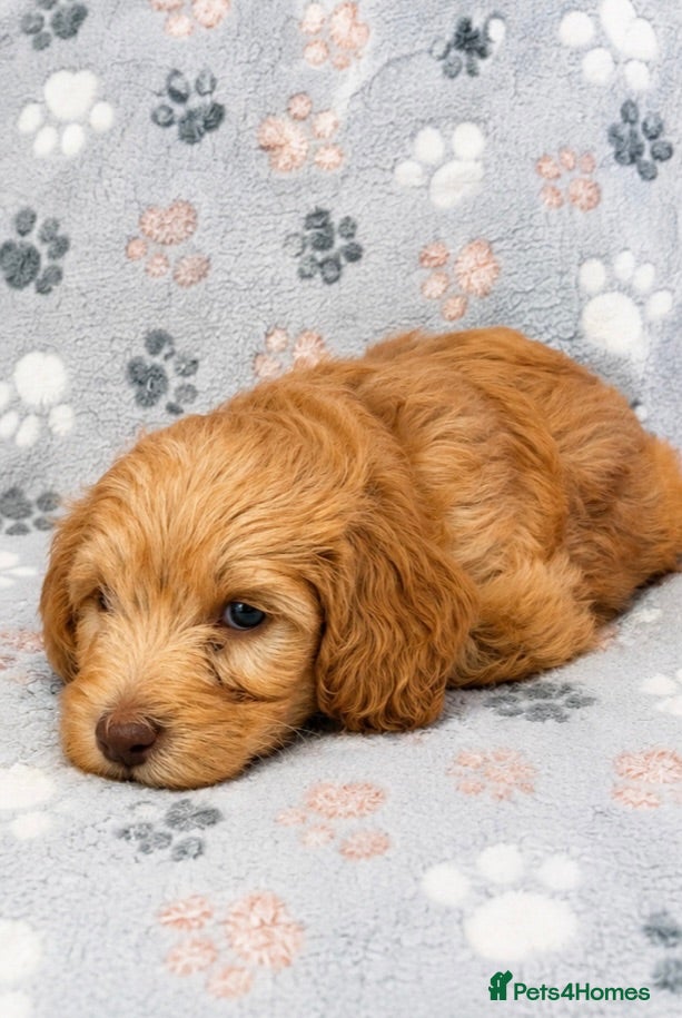 Cockapoo dogs 1 Male Beige Cockapoo  - Advert 13