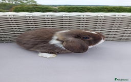 Mini Lop rabbits for sale: 💕Gorgeous purebred mini lops 💕 - Image 17