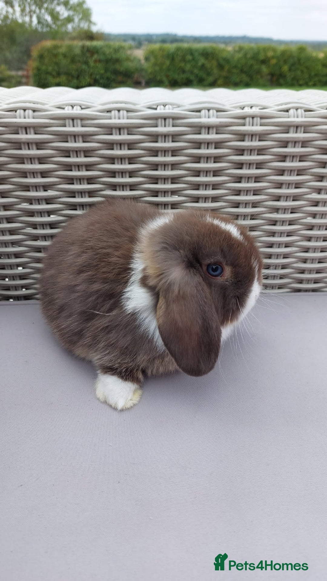 Mini Lop rabbits for sale: 💕Gorgeous purebred mini lops 💕 - Image 17