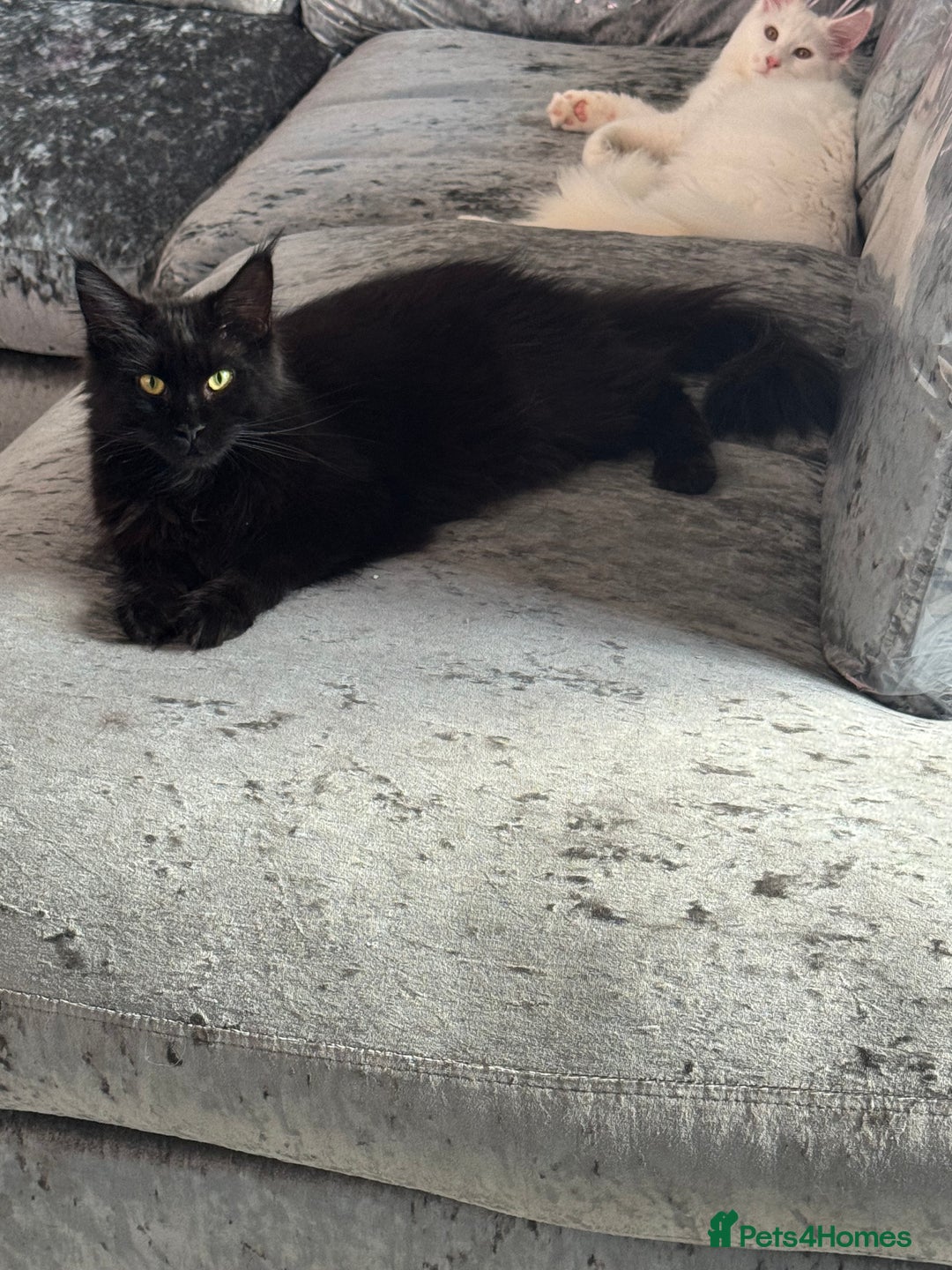 Maine Coon cats for sale: Female Pure mainecoon - Image 1