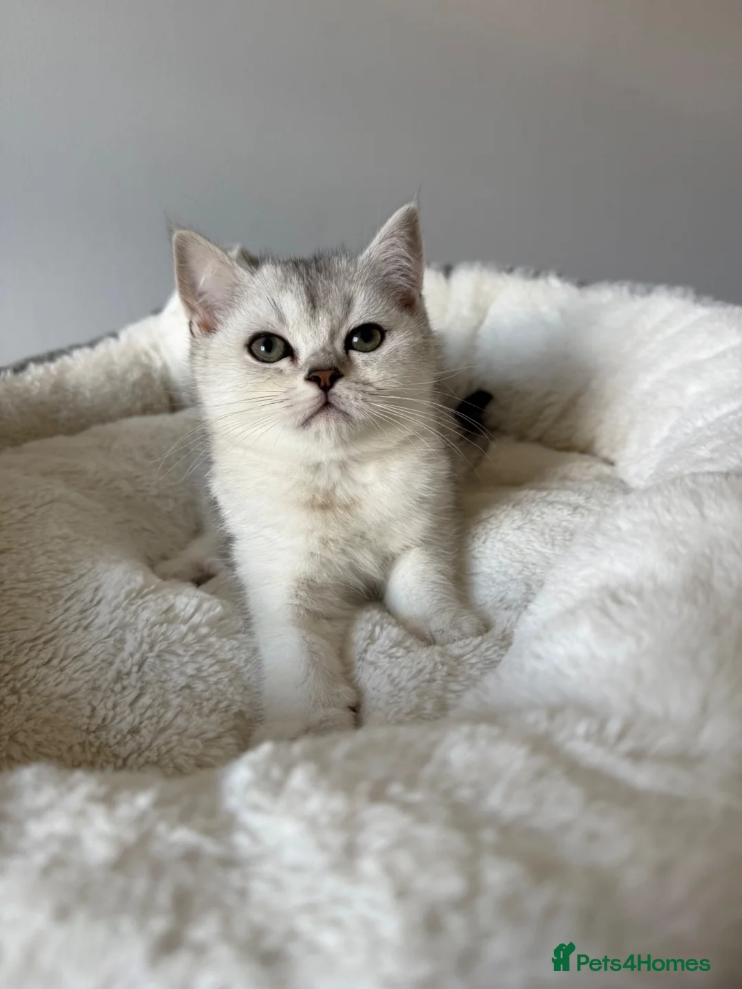 Scottish Fold cats for sale: Scotish Fold / Scotish straight - Advert 2