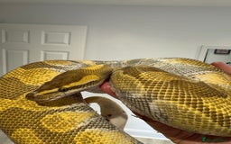 Python Snake reptiles for sale: Various Royal/ Ball pythons - Image 13