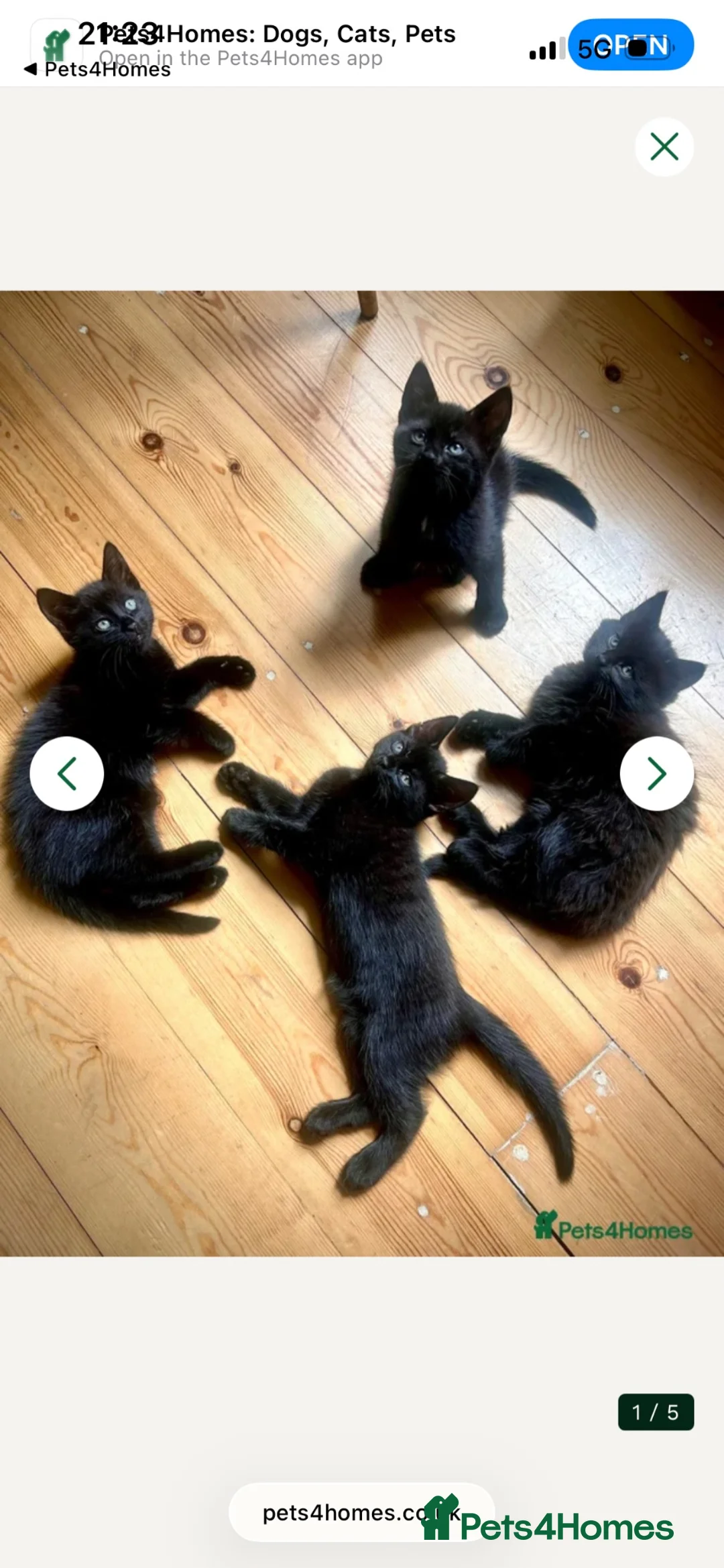 Bombay cats for sale: Beautiful black kittens looking for loving home - Advert 1
