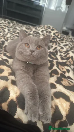 British Shorthair cats Reluctant Sale lilac British short haired male - Advert 1