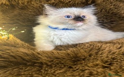 Ragdoll cats for sale: GCCF Sealpoint Mitted/Blue Lynx Ragdoll kittens - Image 7