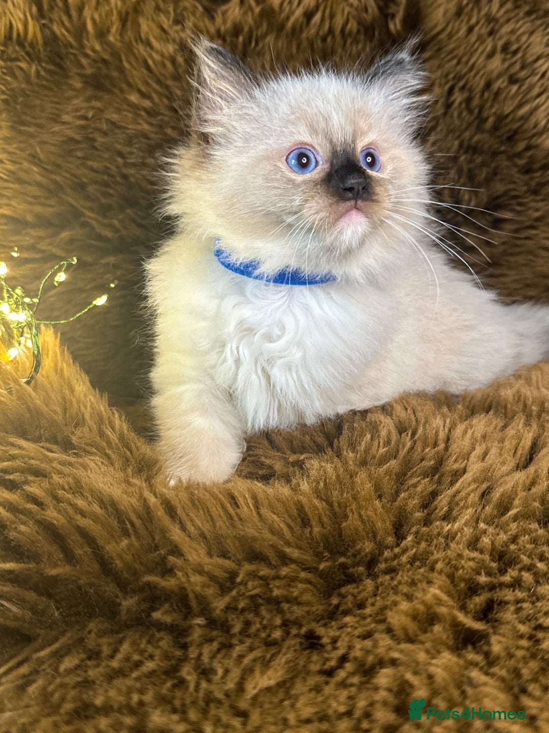 Ragdoll cats for sale: GCCF Sealpoint Mitted/Blue Lynx Ragdoll kittens - Image 7
