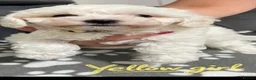 Maltese dogs for sale:  Beautiful Maltese Puppies Looking Loving Homes  - Advert 11