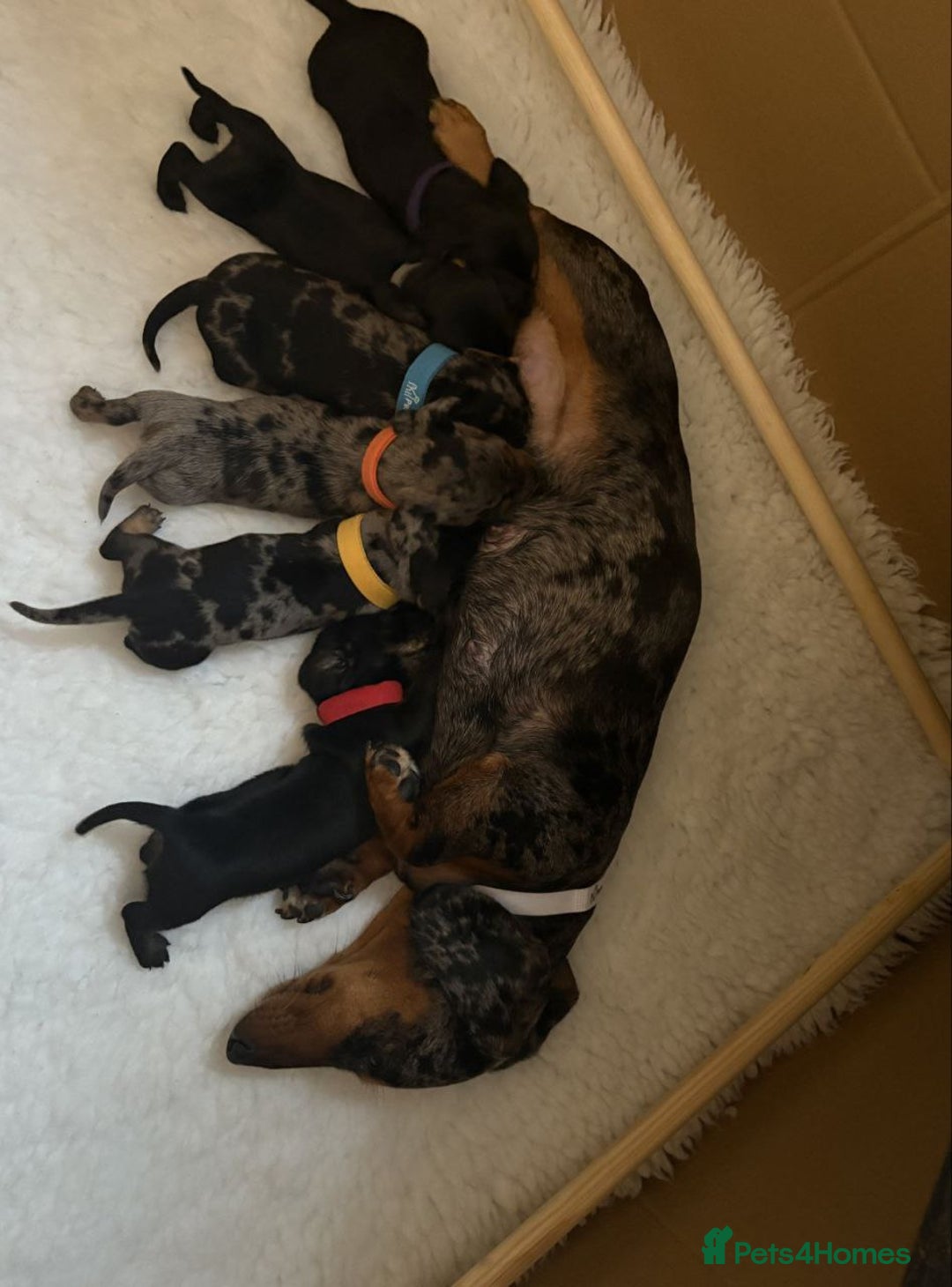 Miniature Dachshund dogs for sale: STUNNING KC MINIATURE PUPPIES - Advert 6