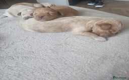 Schnoodle dogs for sale: 5 Adorable Schnoodle Puppies ❤️🩷💚💙🧡 - Image 3