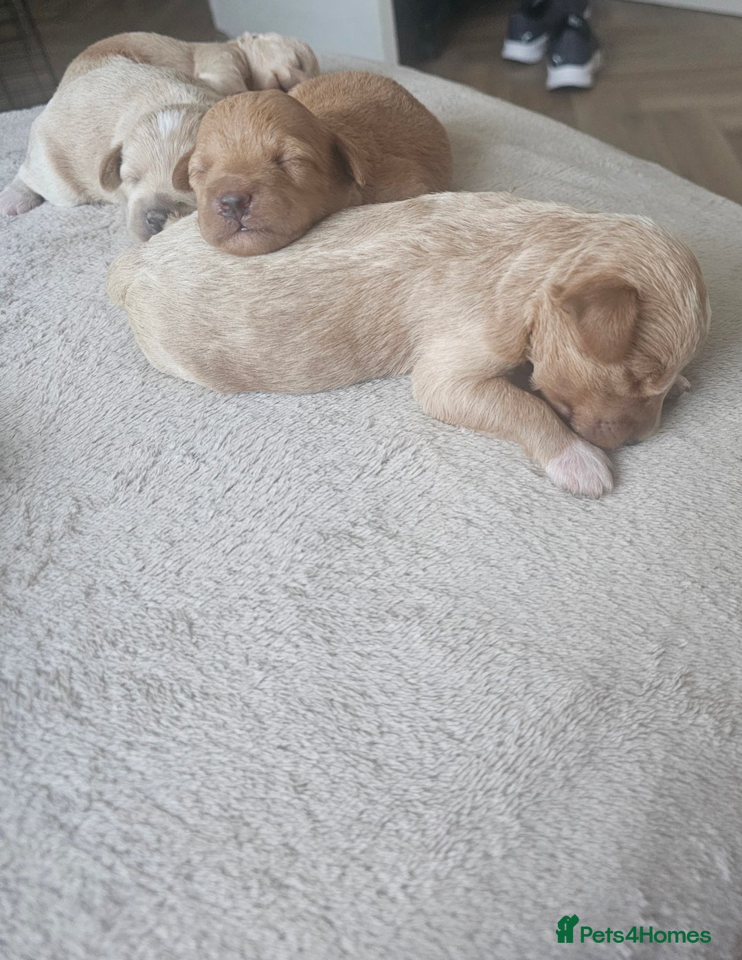 Schnoodle dogs for sale: 5 Adorable Schnoodle Puppies ❤️🩷💚💙🧡 - Image 3