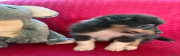 Shetland Sheepdog dogs for sale: Shetland sheepdog puppies  in Crediton - Advert 3