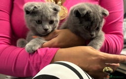 Scottish Fold cats for sale: Scottish Fold Kittens🩵 - Image 2