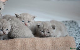British Shorthair cats for sale: 🩶🐈🐾 Stunning BSH Kittens 🩶🐈🐾 - Image 10