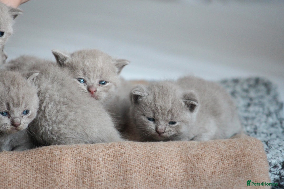 British Shorthair cats for sale: 🩶🐈🐾 Stunning BSH Kittens 🩶🐈🐾 - Image 10