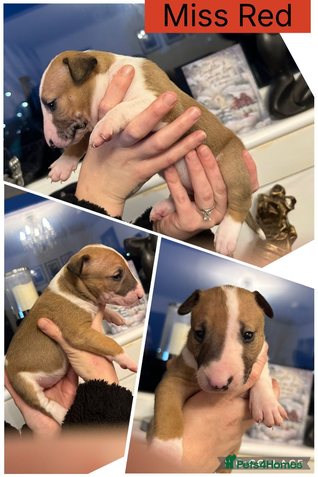 English Bull Terrier dogs for sale: Champion bloodline English bullterrier puppys. - Advert 7