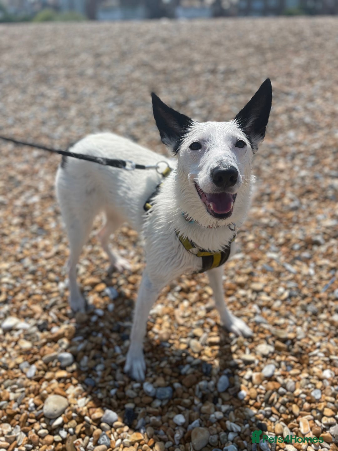 Border Collie dogs for sale: Koda is looking for her new home - Advert 8