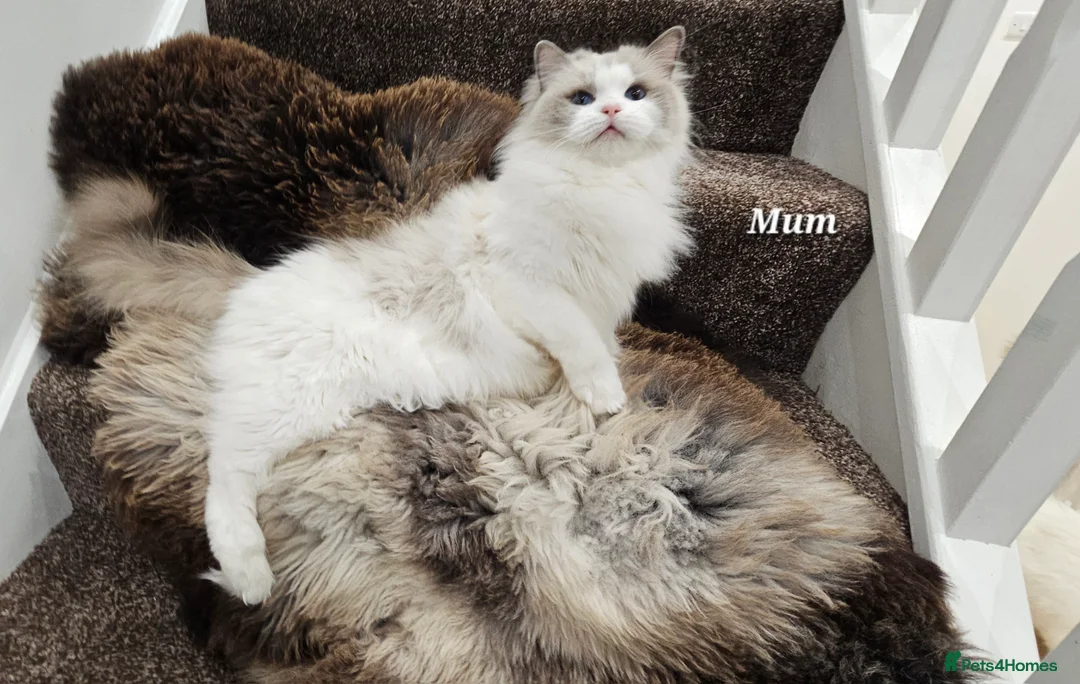 Ragdoll cats for sale: BOY ACTIVE GCCF  - Advert 8