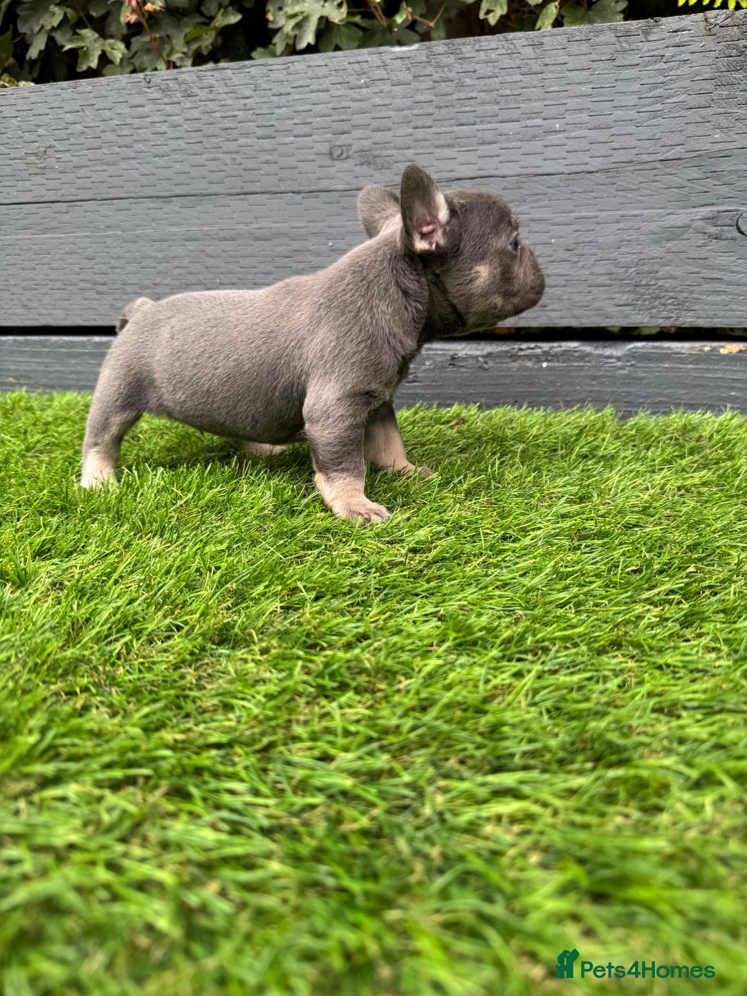French Bulldog dogs for sale: ⭐ 4 available French bulldogs carrying L4 ⭐️ - Image 4