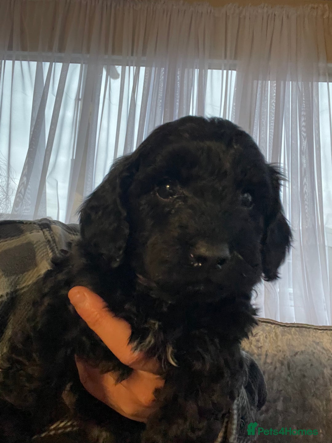 Cavapoo dogs for sale: F1b cavapoo male ready 7/12/25  - Advert 5