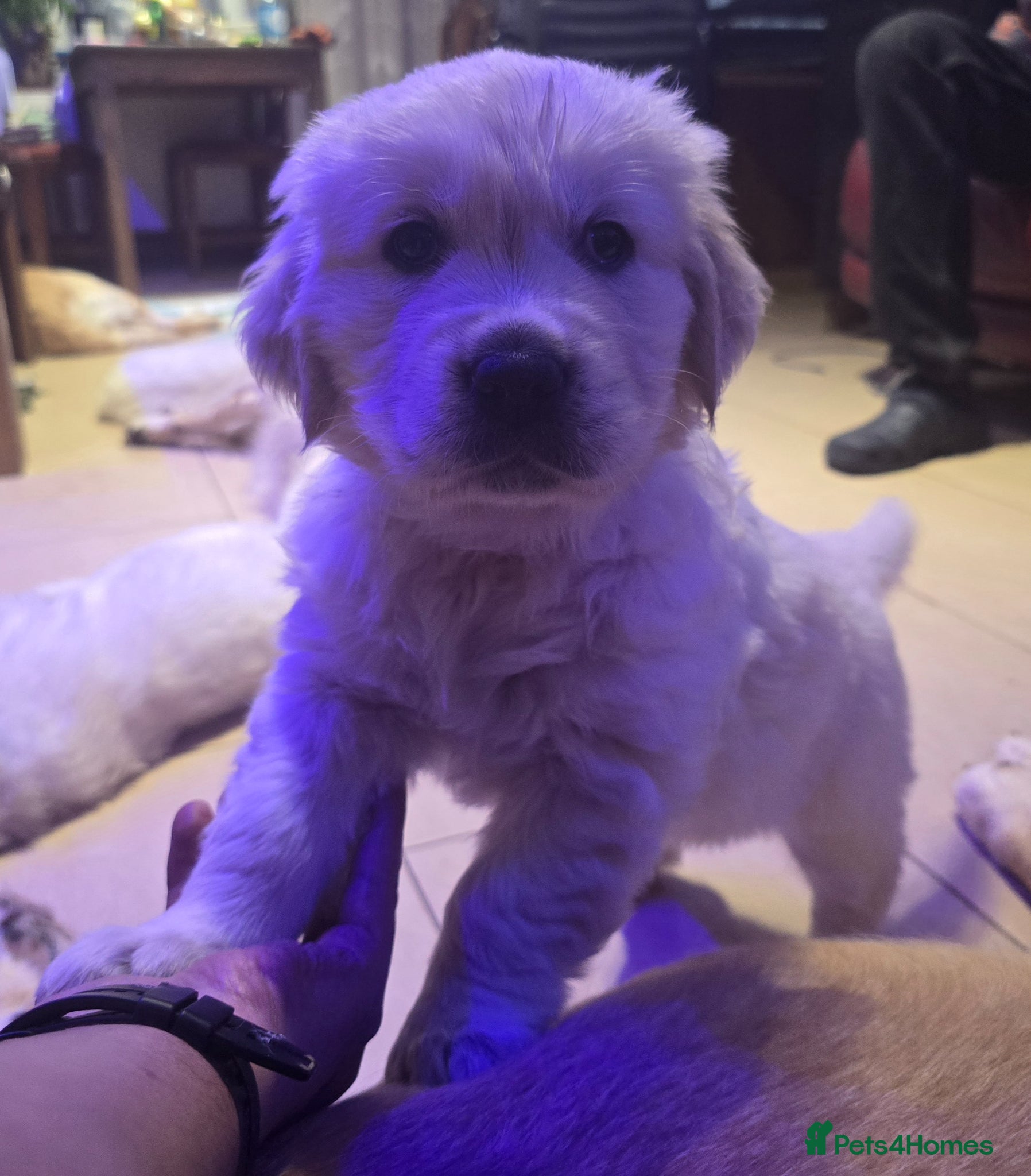 Golden Retriever dogs Beautiful KC reg Golden Retriever Puppies  - Advert 13