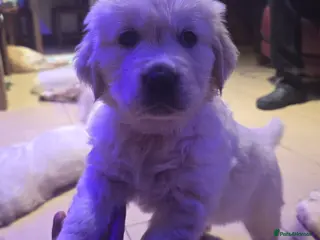 Golden Retriever dogs Beautiful KC reg Golden Retriever Puppies - Advert 13