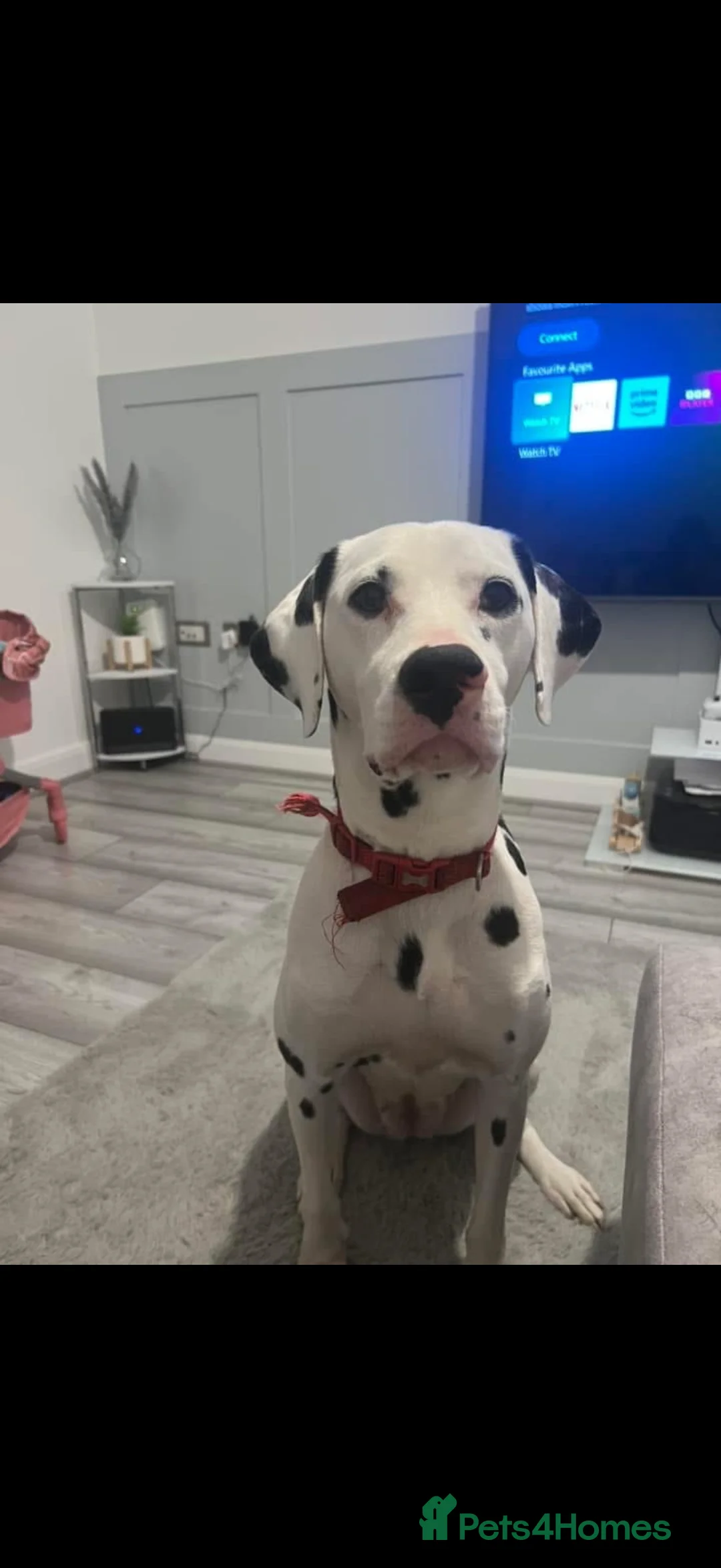 Dalmatian dogs for sale: Male Dalmatian  - Advert 7
