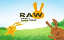 Netherland Dwarf rabbits for sale: PURE Netherland Dwarfs Vaccinated REDUCED READY    - Image 14