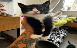 Domestic Shorthair cats for sale: 4 beautiful kittens  - Image 4