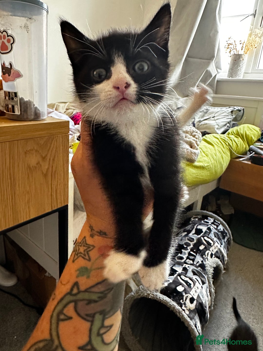 Domestic Shorthair cats for sale: 4 beautiful kittens  - Image 4