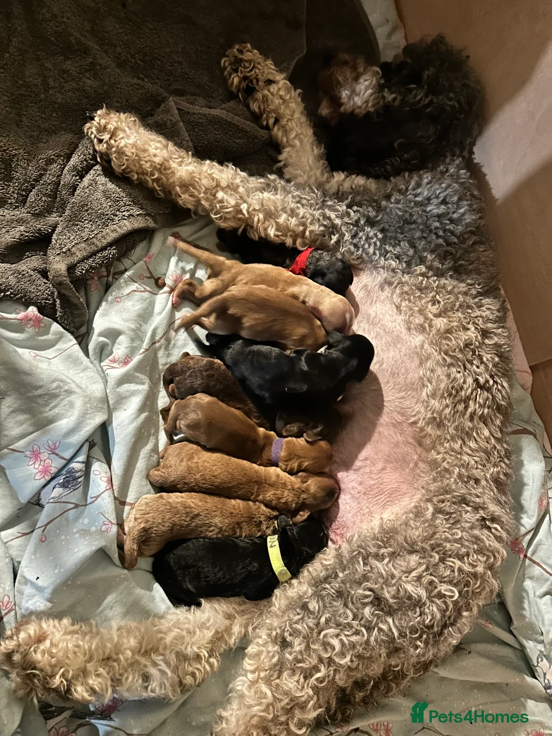 Cockapoo dogs for sale: Stunning male Merle F2 cockapoo puppy - Advert 9