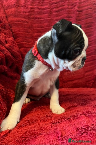 Boston Terrier dogs - Advert 4