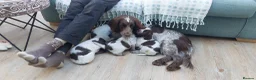 Sprocker dogs for sale: Sprocker Spaniels in Stockport - Advert 11