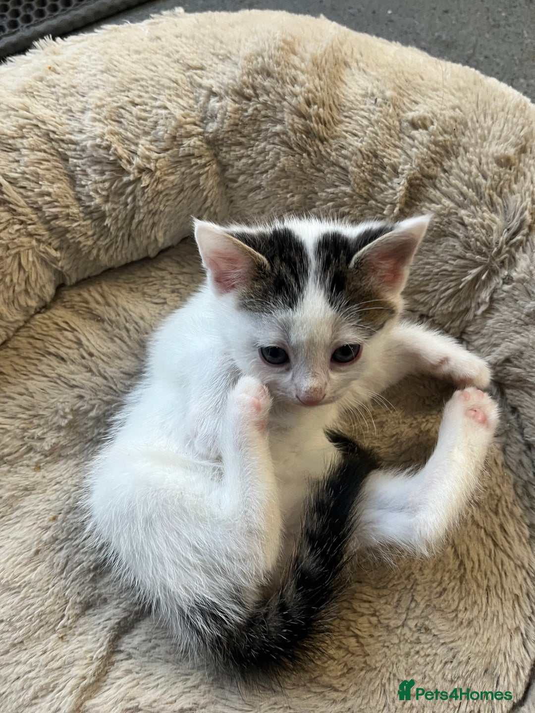 Mixed Breed cats for sale: 2 Adorable 8 week old kittens - Advert 15