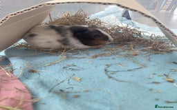 Guinea Pig rodents for sale: 2 female guinea pigs  *pending collection*  - Image 5
