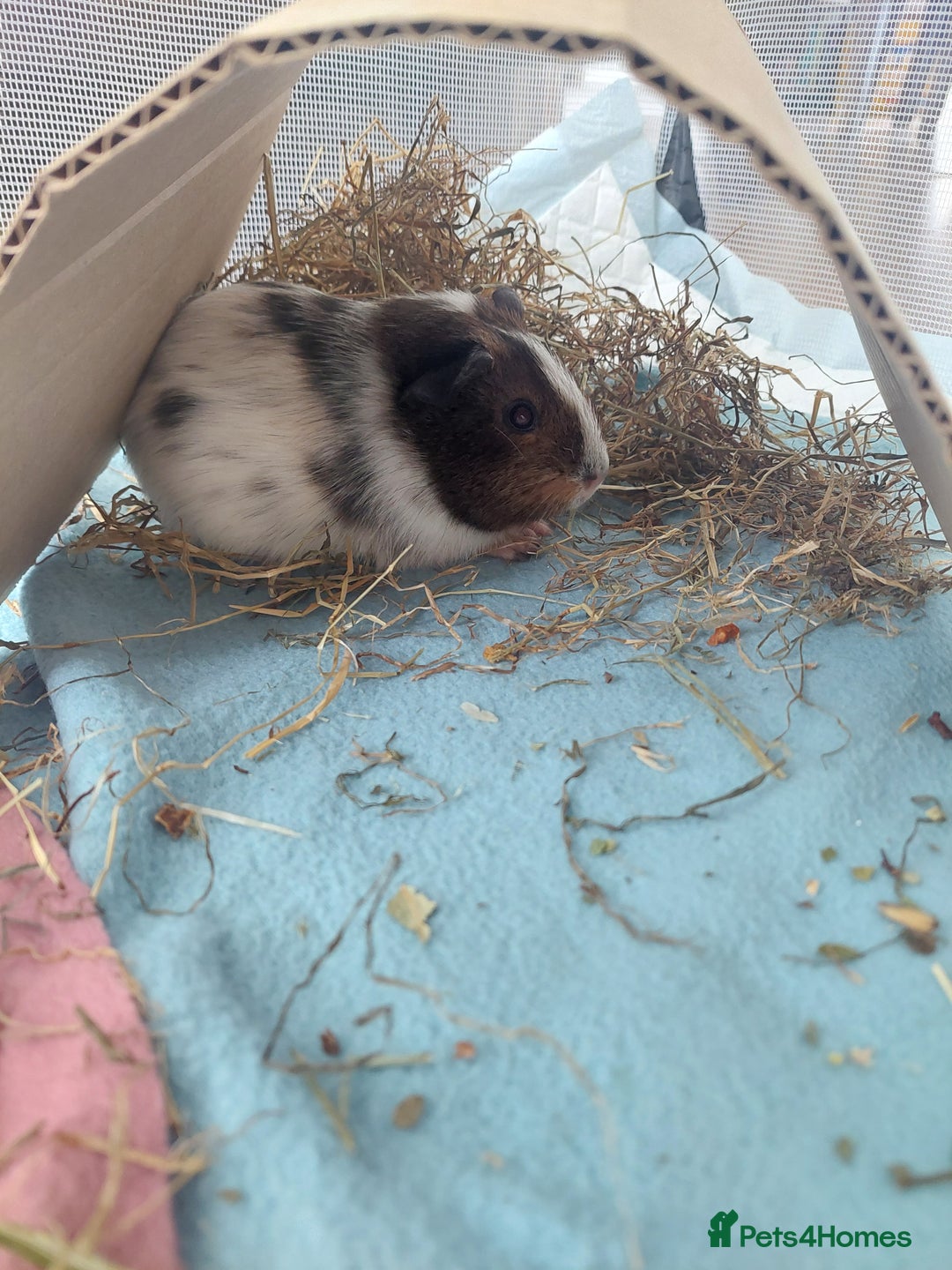 Guinea Pig rodents for sale: 2 female guinea pigs  *pending collection*  - Image 5