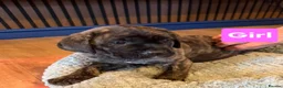 Cane Corso dogs for sale: Stunning cane corso pups - Advert 21
