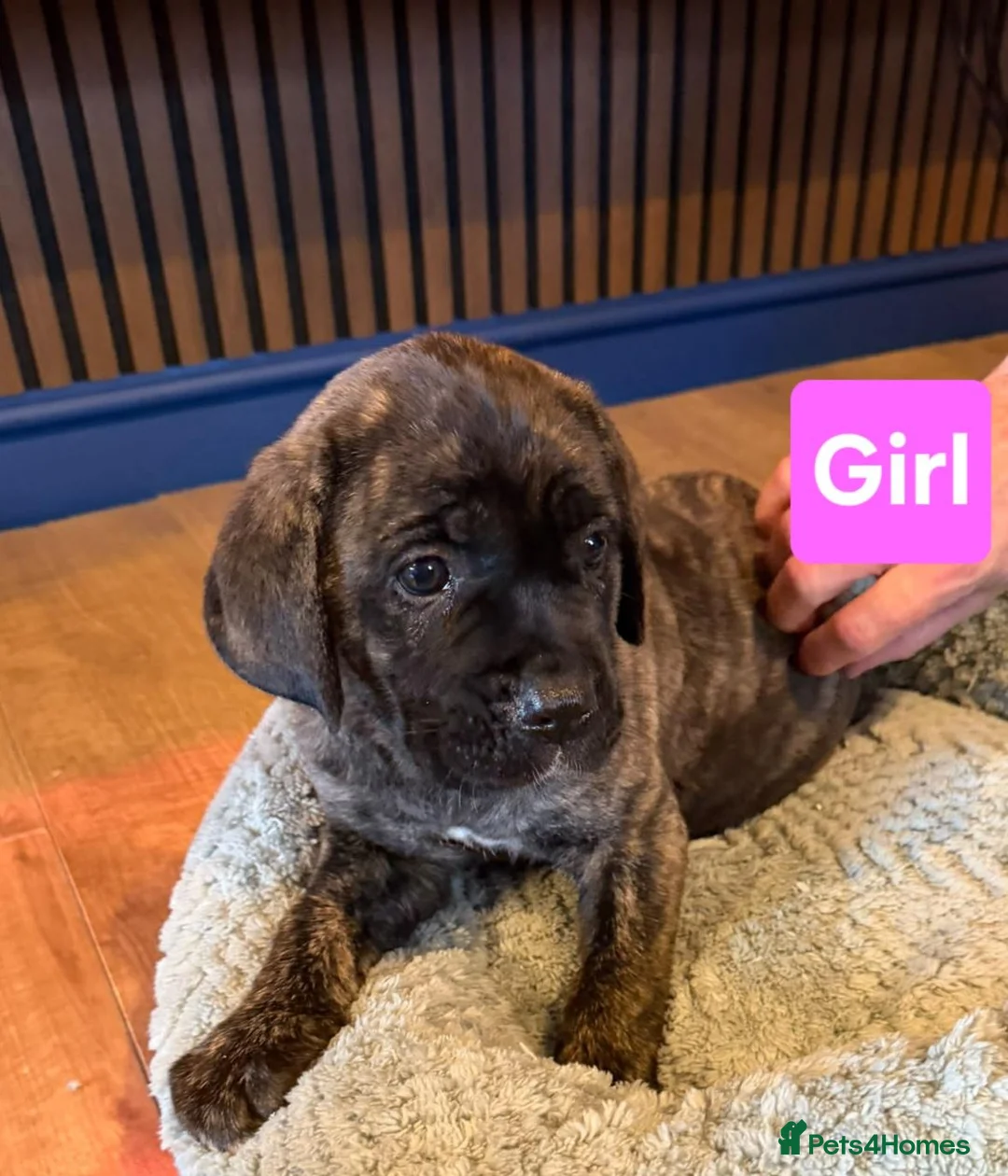 Cane Corso dogs for sale: Stunning cane corso pups - Advert 21