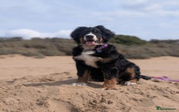 Bernedoodle dogs for sale: Beautiful ultra Bernedoodle  - Image 3