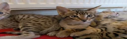 Savannah cats for sale: Stunning, affectionate, TICA f5sbt Savannahs - Advert 7