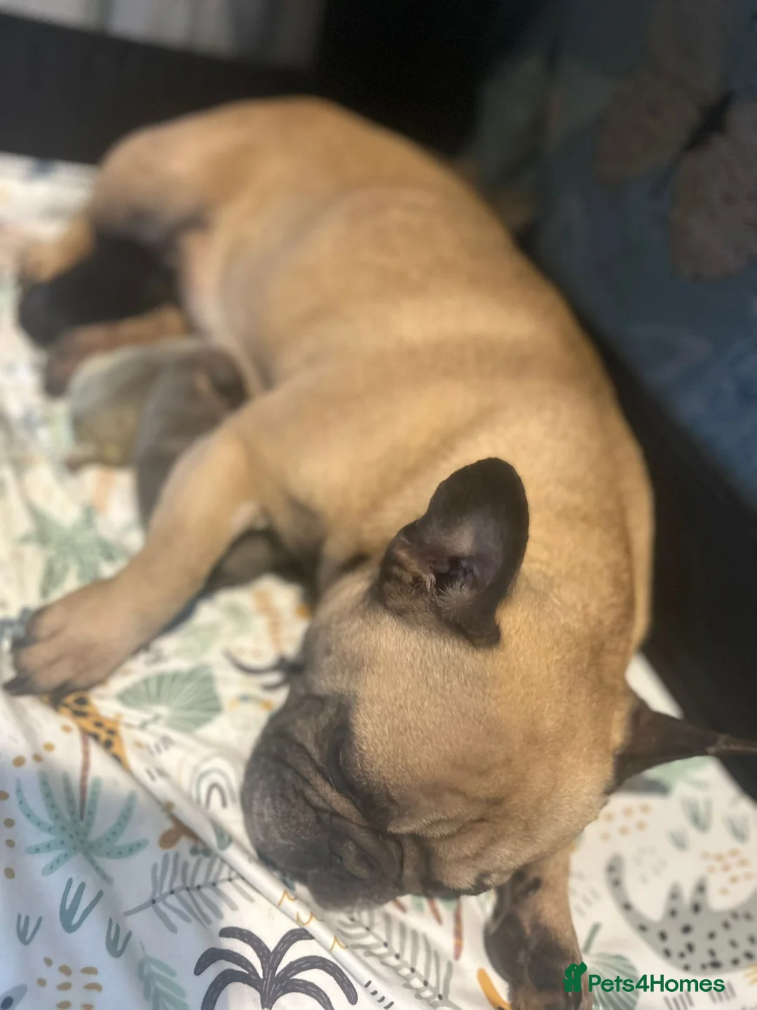 French Bulldog dogs for sale: Stunning frenchie boys  - Advert 2