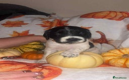 Mixed Breed dogs for sale: Springer cross puppies  - Image 9