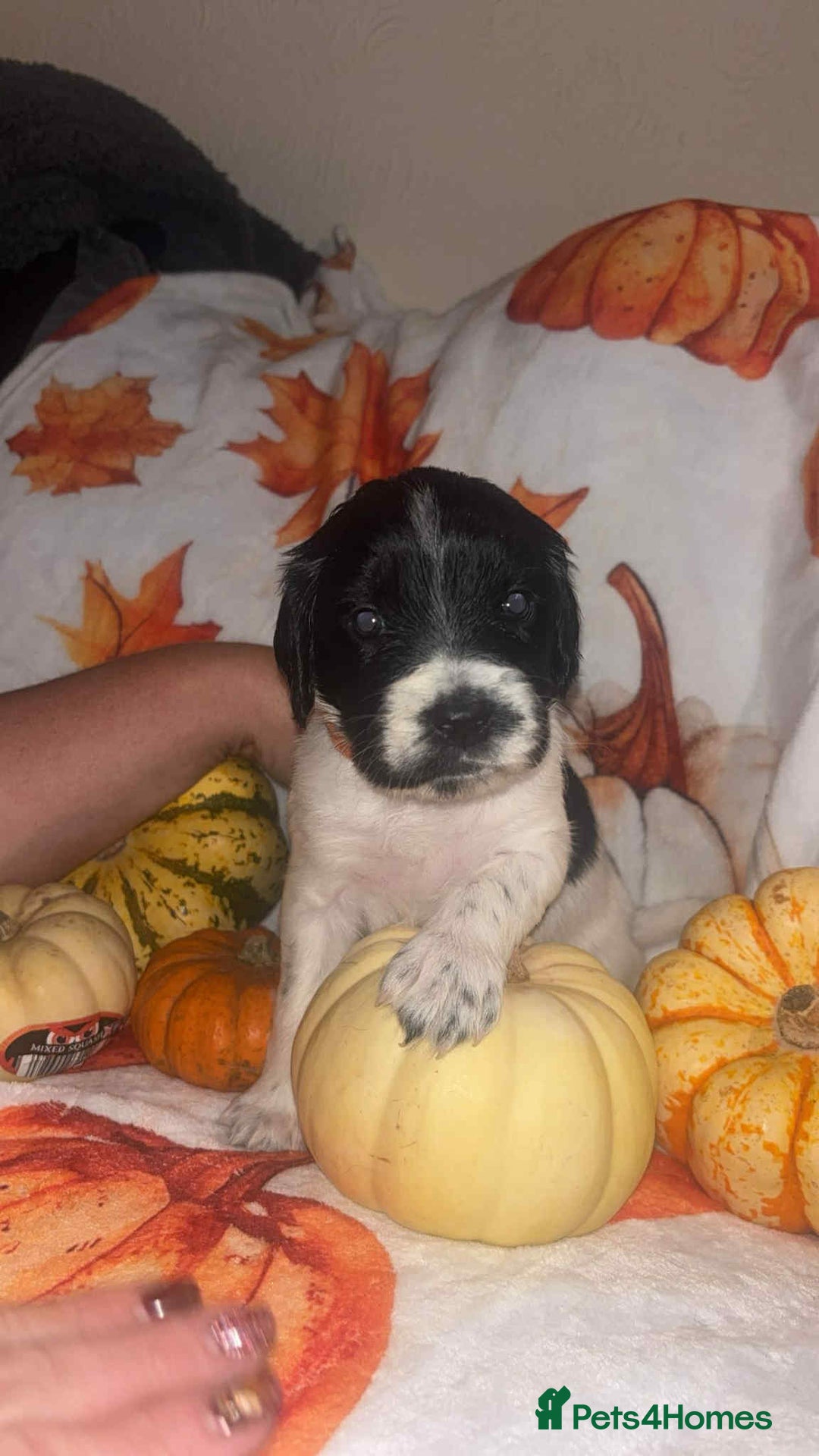 Mixed Breed dogs for sale: Springer cross puppies  - Image 9