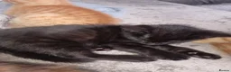 Mixed Breed cats for sale: 3 females and one male  in Rochester - Advert 3