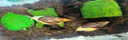 Snails invertebrates for sale: 2 Albino white African land snails  - Advert 3