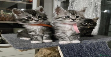 Maine Coon cats - Advert 4