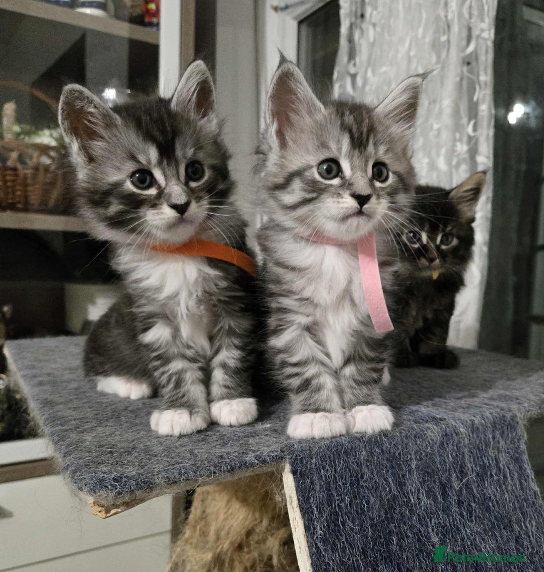 Maine Coon cats for sale: 4 Maine Coon kittens  - Image 2