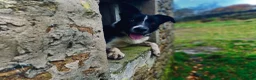 Border Collie dogs for stud: Dual registration border collie for stud  - Advert 2