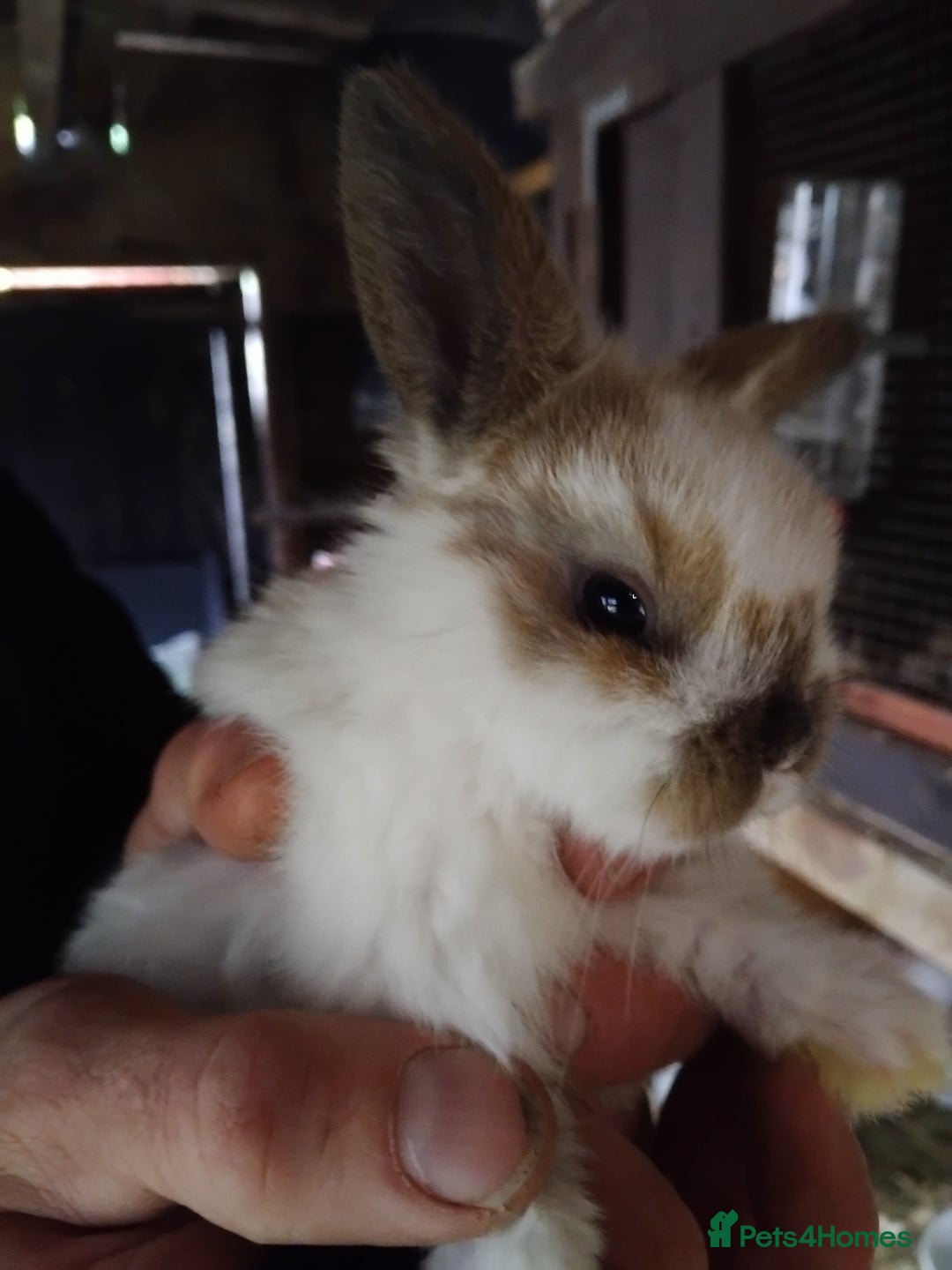 Mini Lop rabbits for sale: Mini baby lops - Advert 1