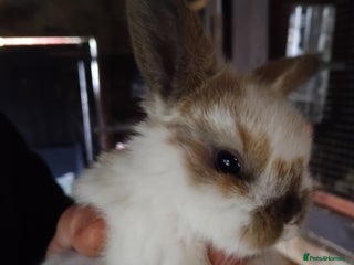 Mini Lop rabbits Mini baby lops - Advert 1
