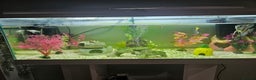 Other/Mixed Breed fish for sale: Fish, Frogs and Tank for sale  - Advert 2